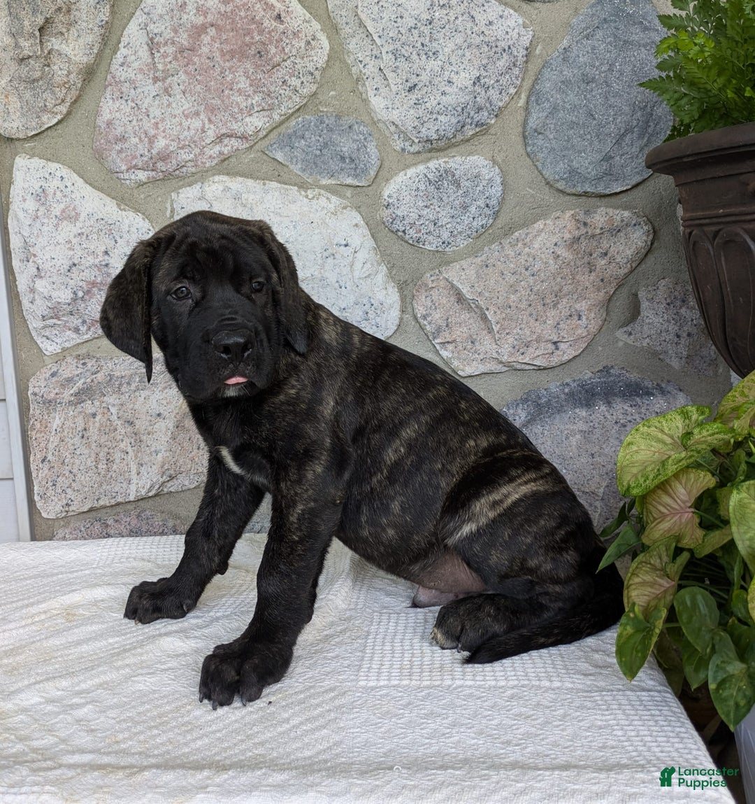 English Mastiff dogs for sale: Bruno - Image 3