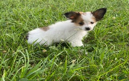 Papillon dogs for sale: Rita - Image 4