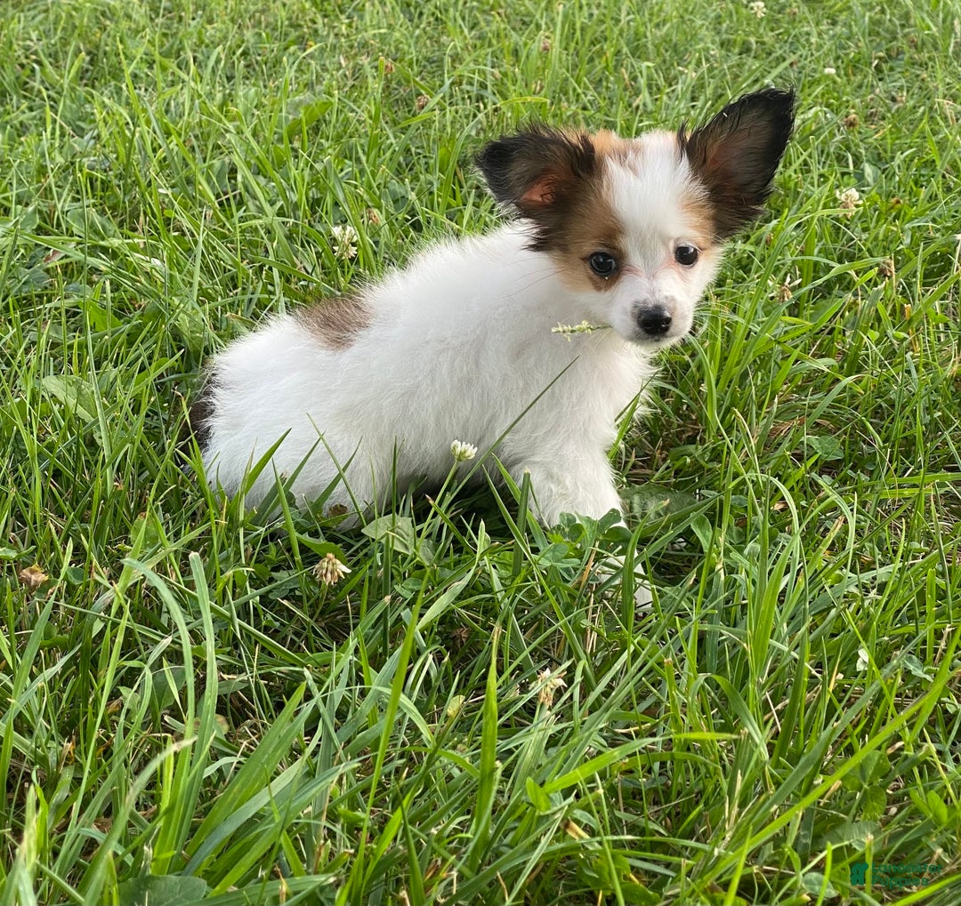 Papillon dogs for sale: Rita - Image 4
