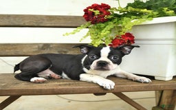 Boston Terrier dogs for sale: Raven - Image 3