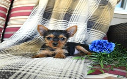 Yorkshire Terrier dogs for sale: Tilly - Image 2
