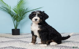 Bernedoodle dogs for sale: cuddles - Image 1