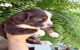 Miniature Australian Shepherd dogs for sale: Miniature Australian Shepherd 5 puppies - Image 3
