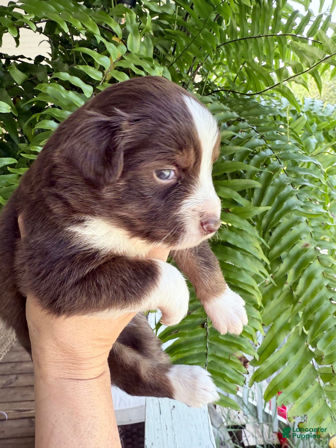 Miniature Australian Shepherd dogs for sale: Miniature Australian Shepherd 5 puppies - Image 3