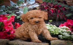 Cockapoo dogs for sale: Milo - Image 3