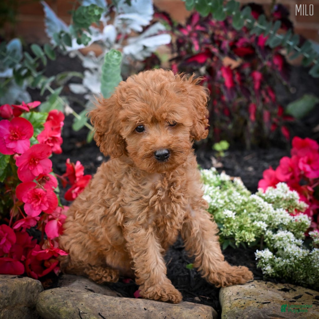 Cockapoo dogs for sale: Milo - Image 3