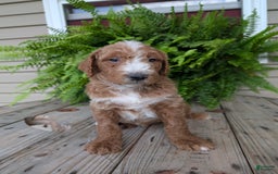 Goldendoodle dogs for sale: Blake - Image 16