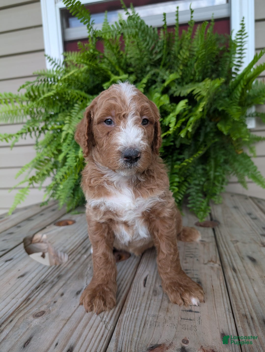 Goldendoodle dogs for sale: Blake - Image 16