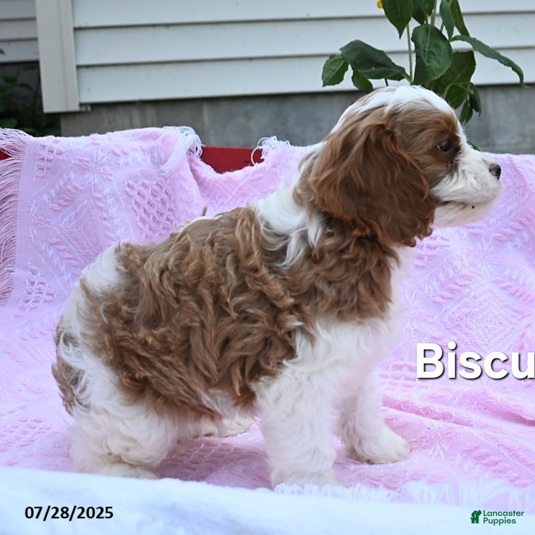 Cavapoo dogs for sale: Biscuit - Image 2