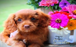 Cavapoo dogs for sale: Scarlet - Image 2
