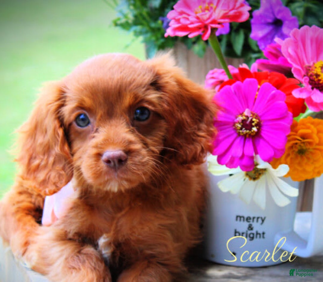 Cavapoo dogs for sale: Scarlet - Image 2