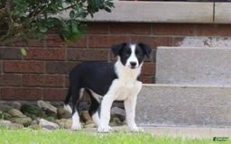 Border Collie dogs for sale: Sunny - Image 1