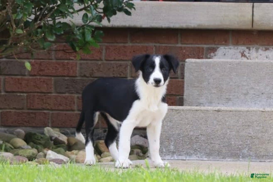 Border Collie dogs for sale: Sunny - Image 1