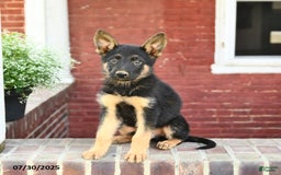 German Shepherd dogs for sale: Monty - Image 3