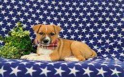 Jack Russell Terrier dogs for sale: Marshall - Image 4