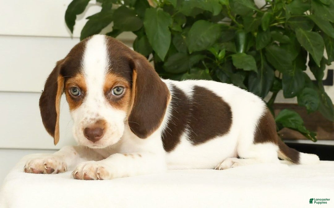 Beagle dogs for sale: Primrose - Image 1