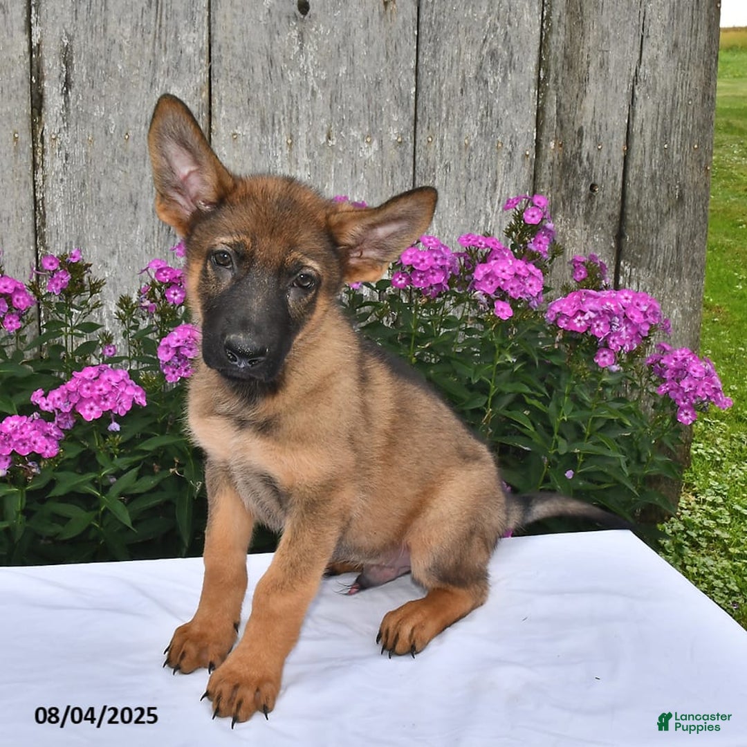 German Shepherd dogs for sale: Dakota - Image 8