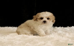 Toy Poodle dogs for sale: Bobby - Image 4