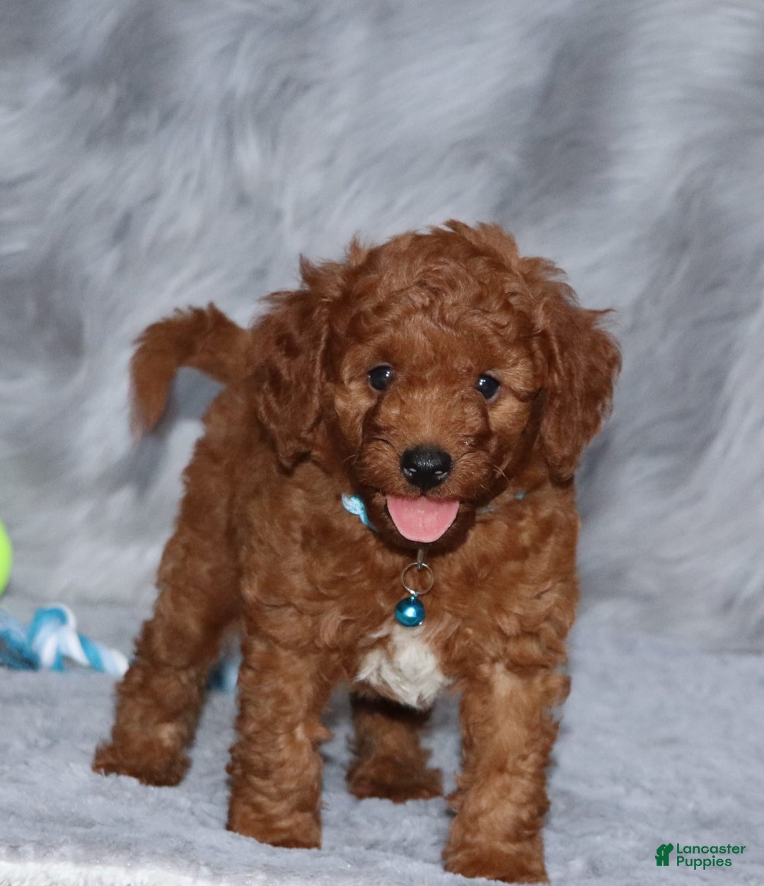 Mini Goldendoodle dogs for sale: Clint - Image 10