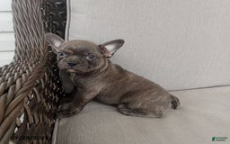 Frenchton dogs for sale: Carter - Image 4