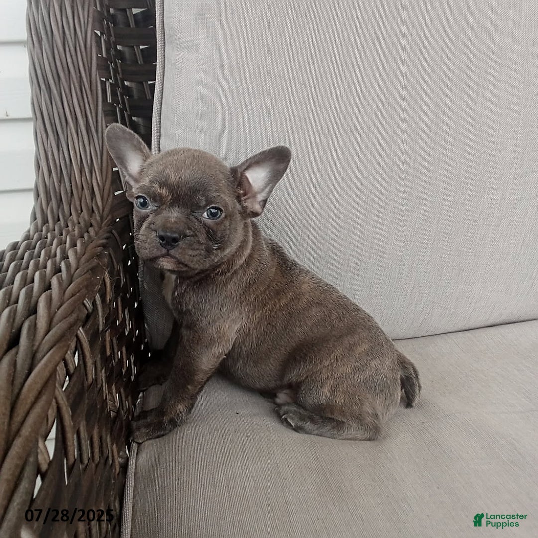 Frenchton dogs for sale: Carter - Image 4