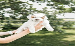 Mini Goldendoodle dogs for sale: Black Collar - Image 3