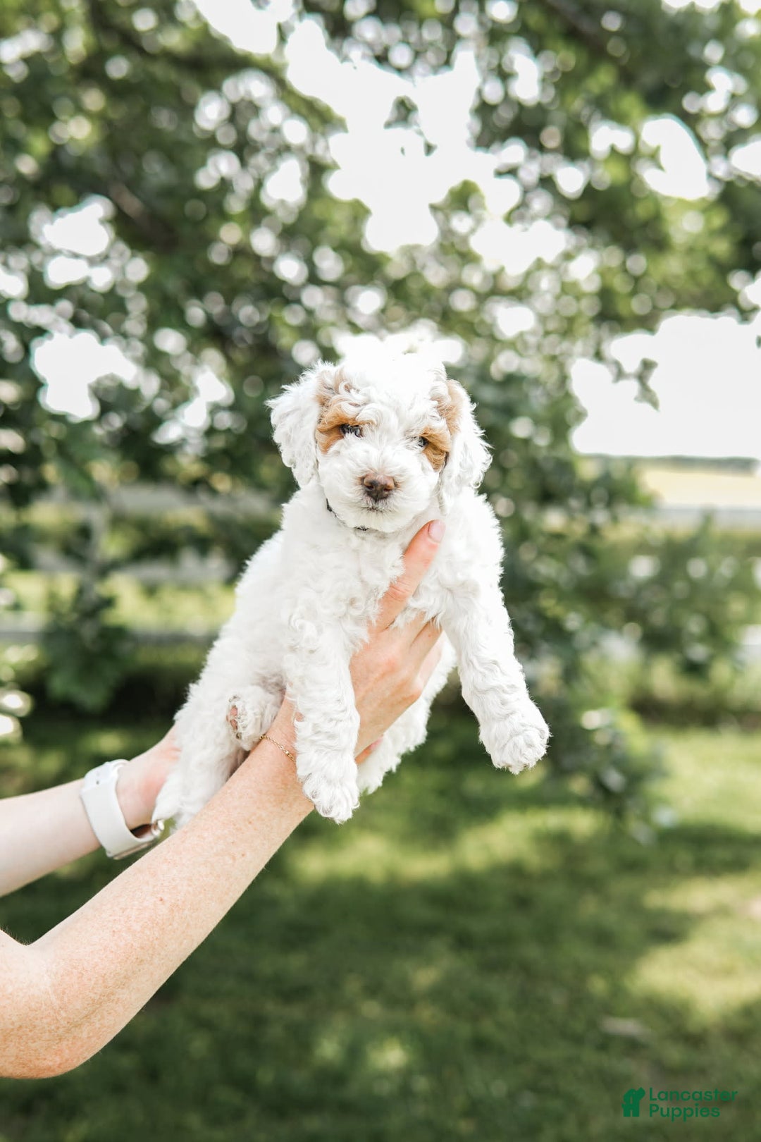 Mini Goldendoodle dogs for sale: Black Collar - Image 3