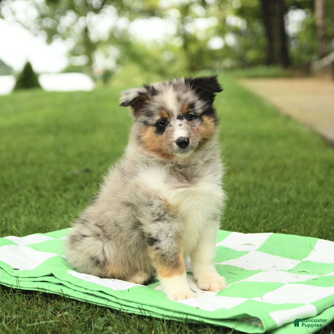 Shetland Sheepdog dogs for sale: Pal - Image 6