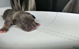 American Bully dogs for sale: Wolf - Image 8