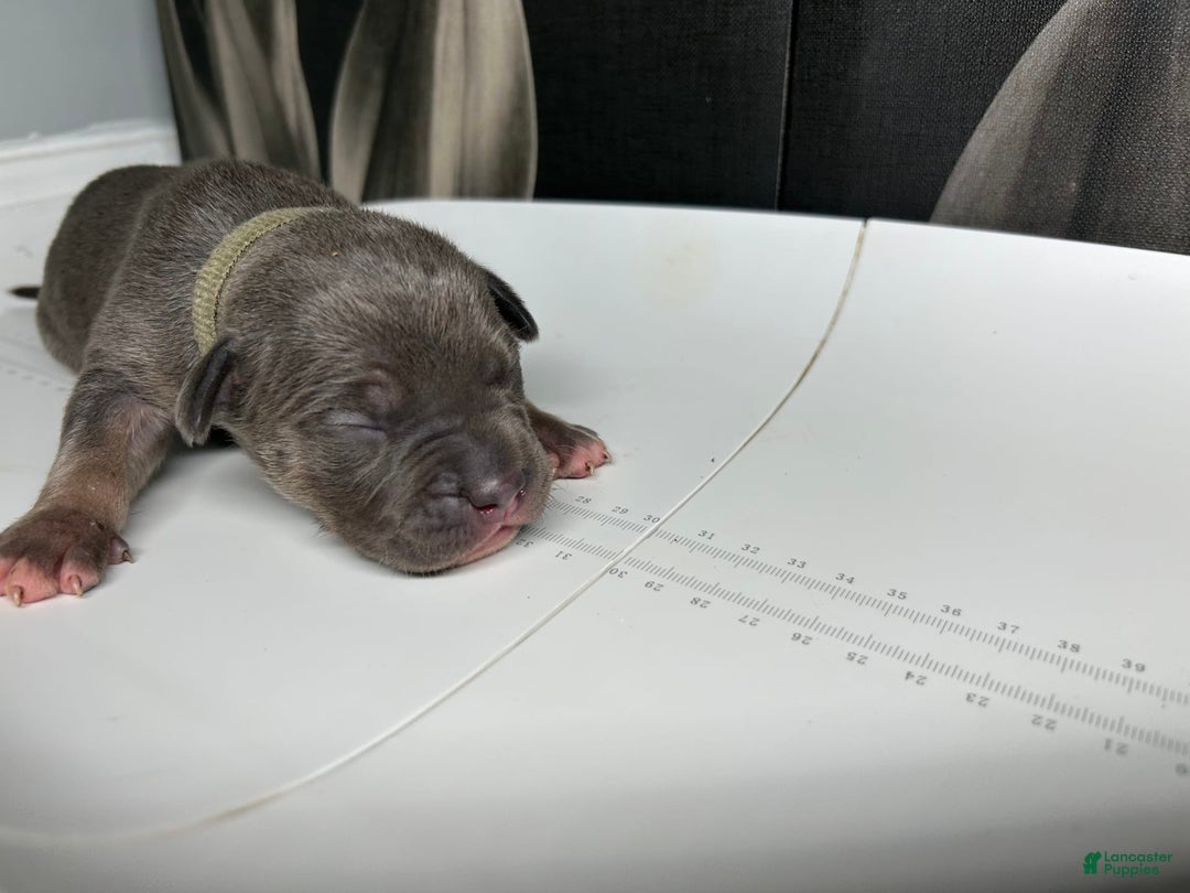 American Bully dogs for sale: Wolf - Image 8