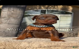 Doberman Pinscher dogs for sale: Malibu - Image 1