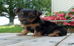 Yorkshire Terrier dogs for sale: Brynne - Image 4
