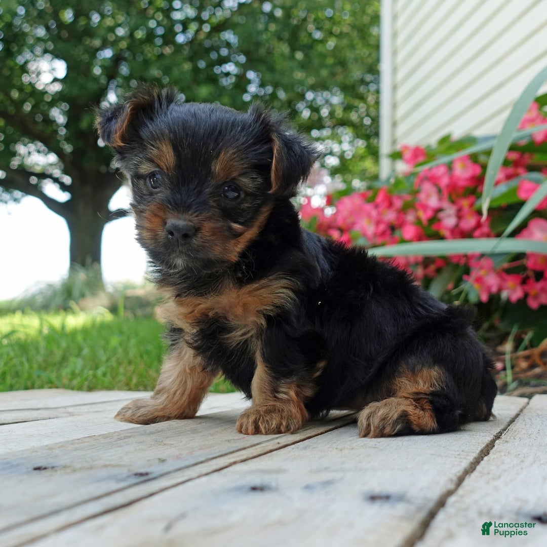 Yorkshire Terrier dogs for sale: Brynne - Image 4