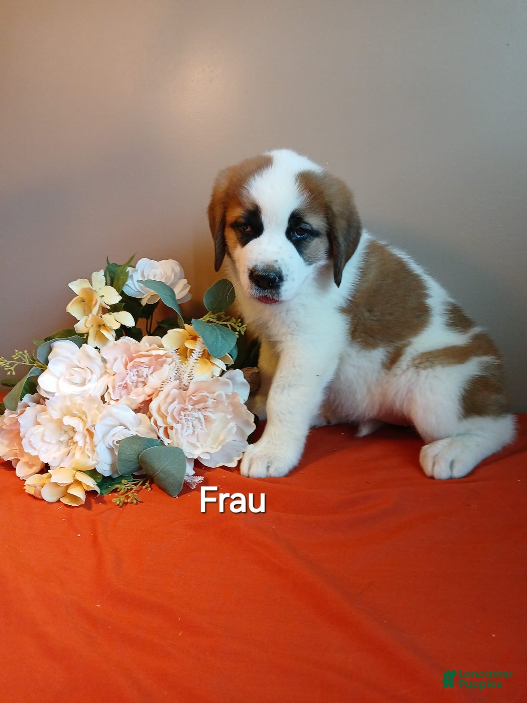 Great Pyrenees dogs for sale: Frau - Image 1