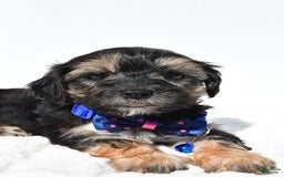Morkie dogs for sale: Hans - Image 1