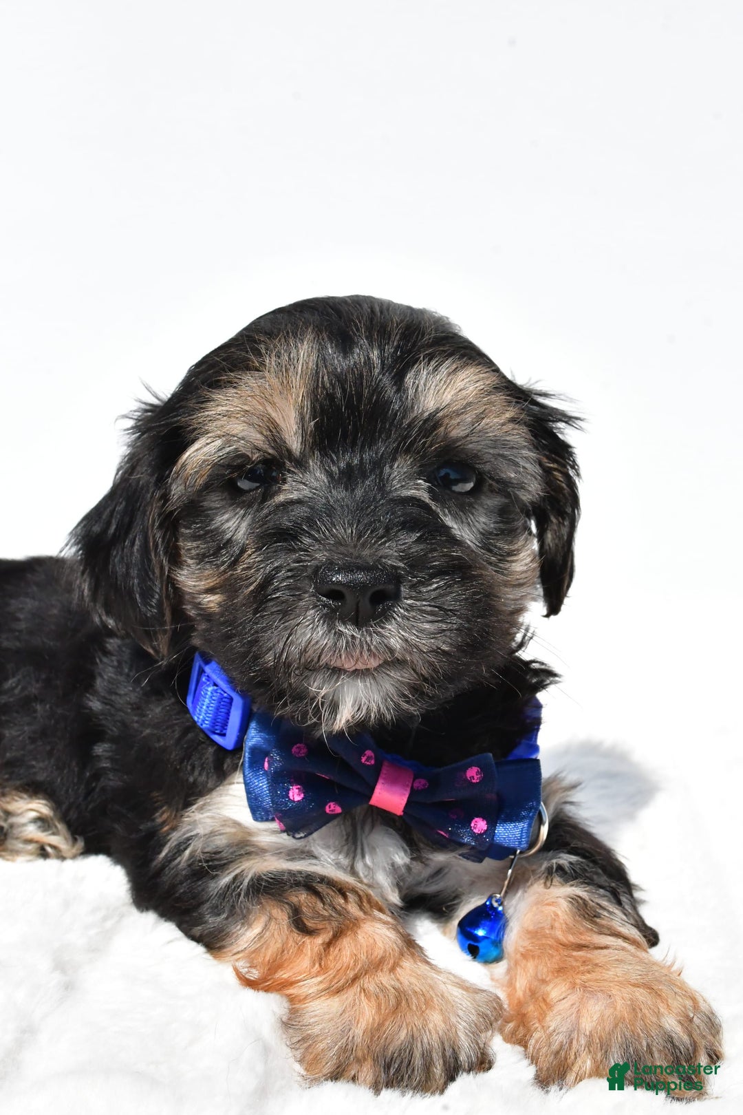 Morkie dogs for sale: Hans - Image 1