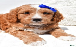 Mini Goldendoodle dogs for sale: Rusty - Image 5