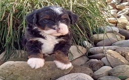 Mini Bernedoodle dogs for sale: Oakley - Image 4