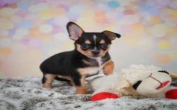 Chihuahua dogs for sale: Truman - Image 9