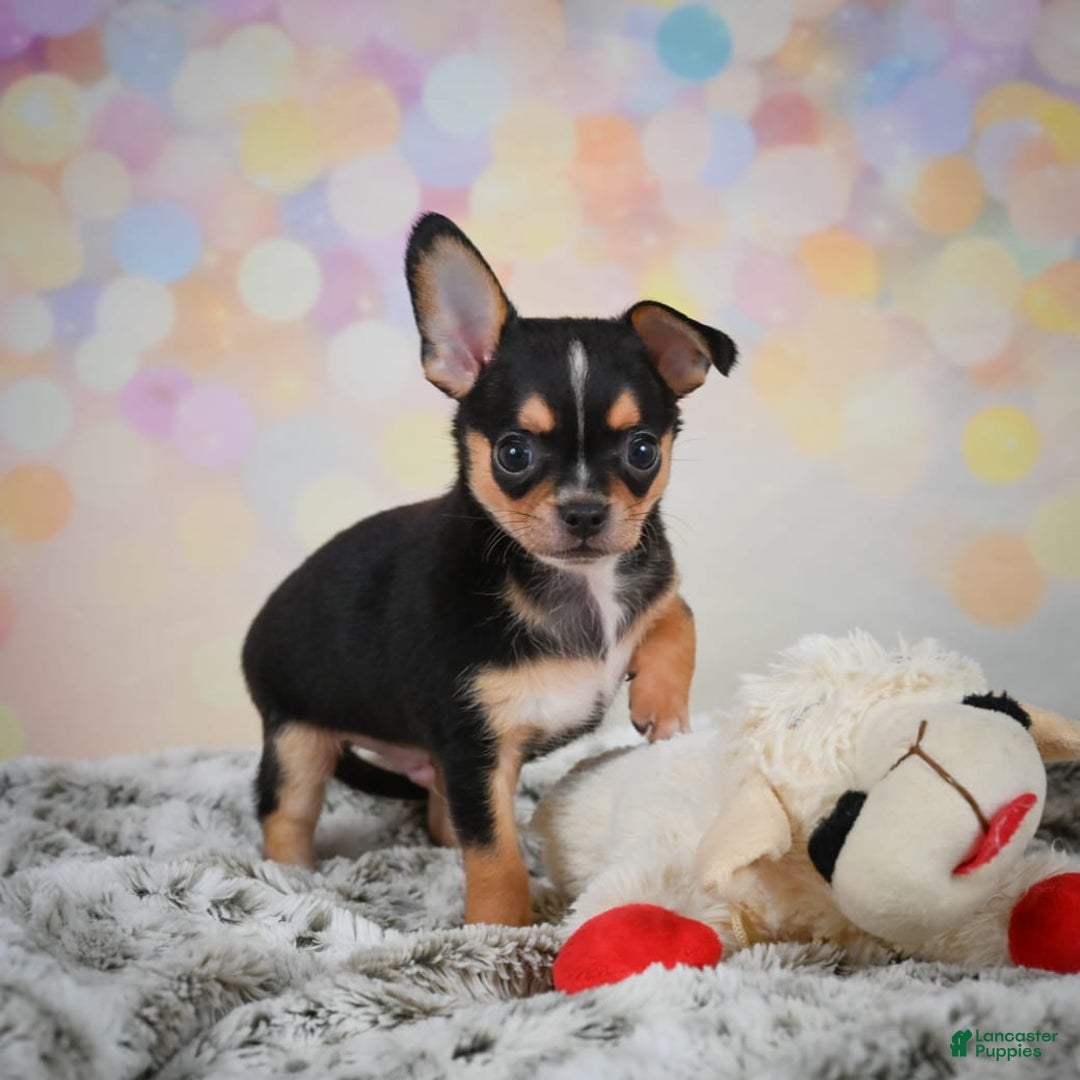 Chihuahua dogs for sale: Truman - Image 9