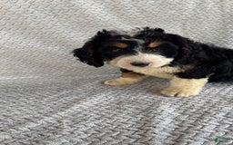 Mini Bernedoodle dogs for sale: Milo - Image 11