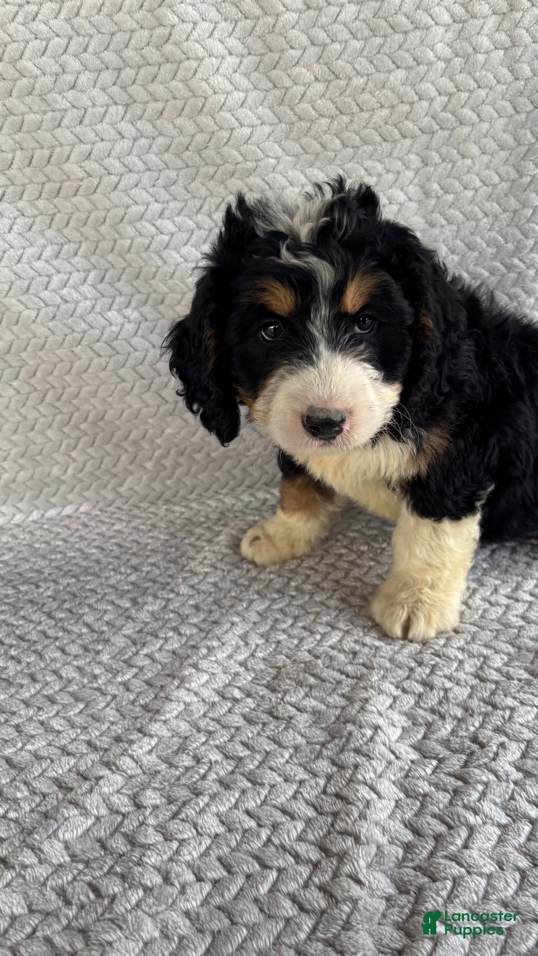 Mini Bernedoodle dogs for sale: Milo - Image 11