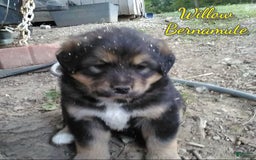 Bernese Mountain Dog dogs for sale: Willow - Image 1