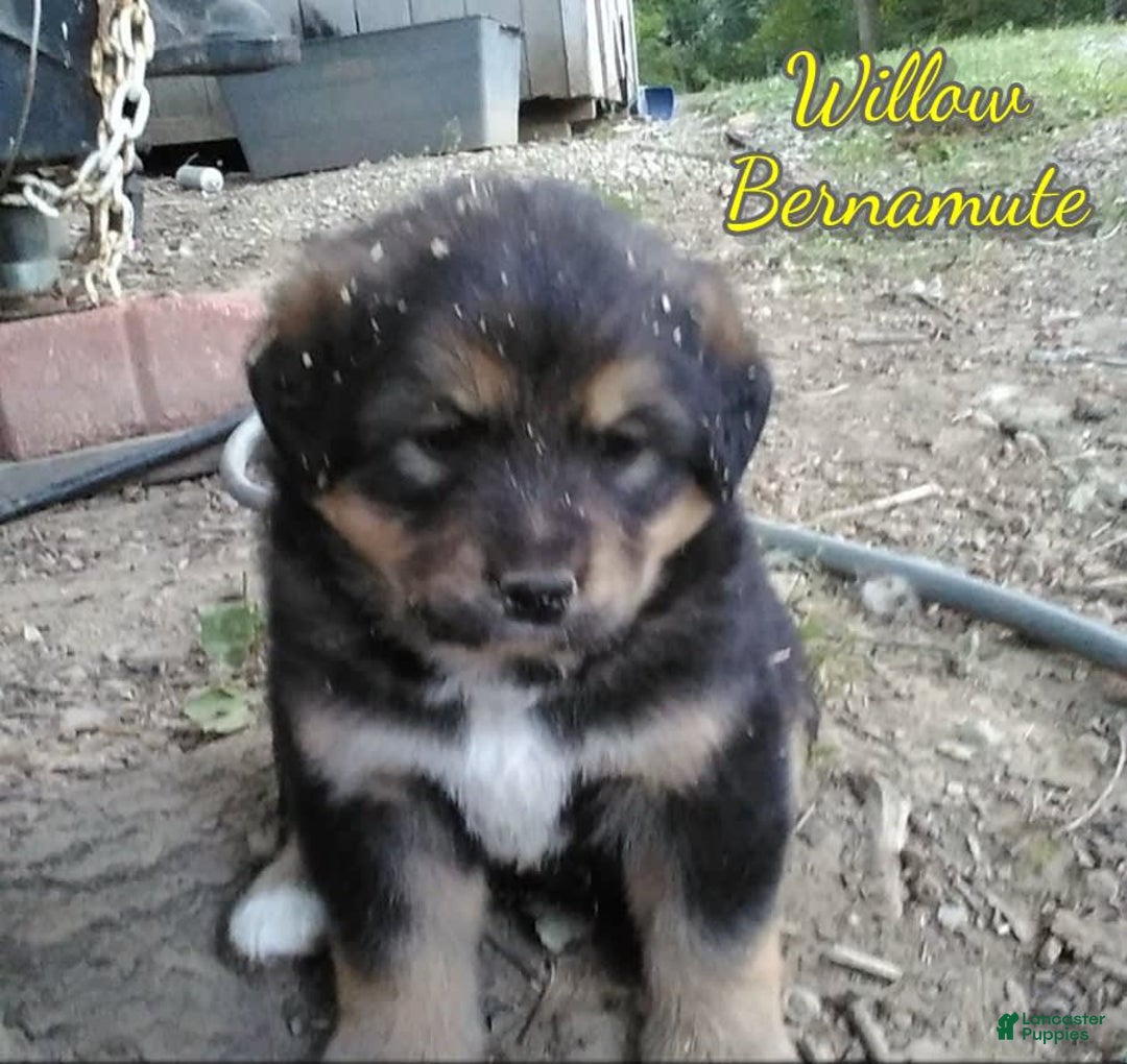 Bernese Mountain Dog dogs for sale: Willow - Image 1