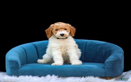 Standard Poodle dogs for sale: Rin - Image 9