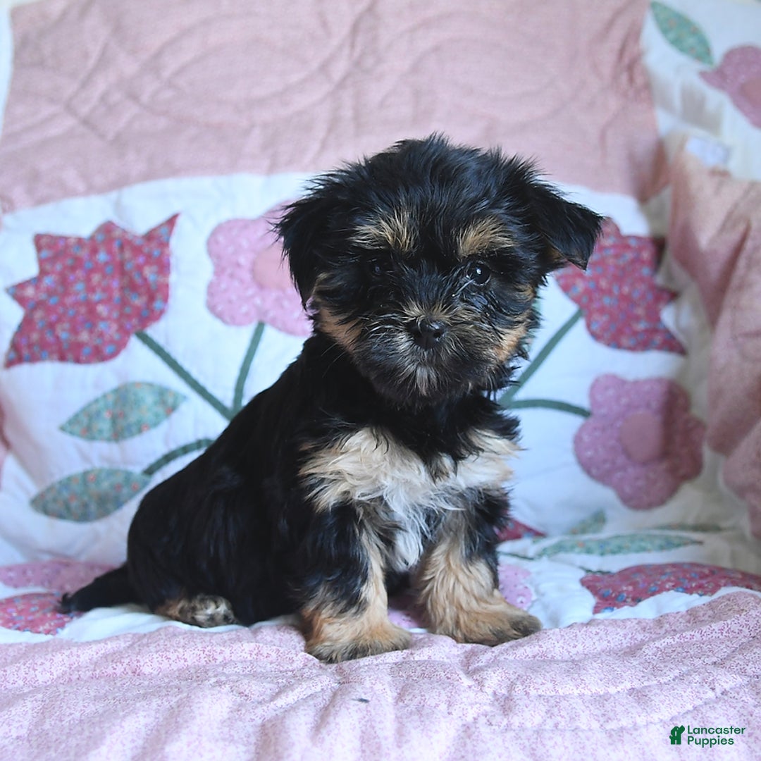 Morkie dogs for sale: Blossom - Image 5
