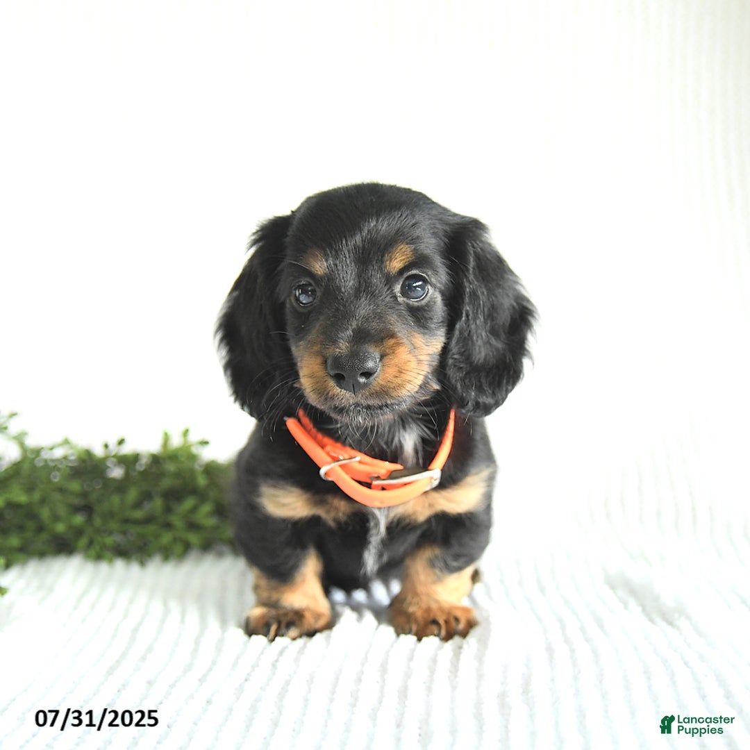 Miniature Dachshund dogs for sale: Randall - Image 1