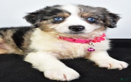 Mini Aussiedoodle dogs for sale: April - Image 5
