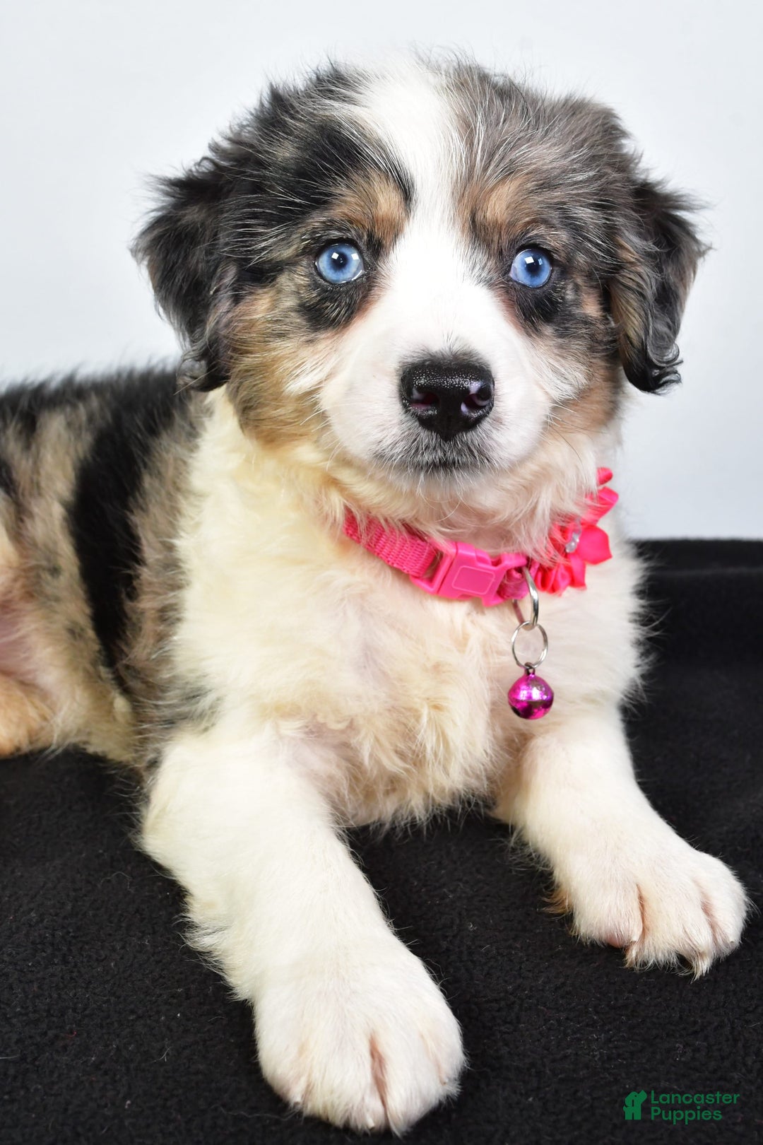 Mini Aussiedoodle dogs for sale: April - Image 5