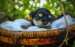 Morkie dogs for sale: Cream Point Ladybug - Image 9